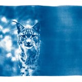 Il aura fallu trois années et des heures d'affût à Fanny Zambaz pour réaliser cette photographie de lynx